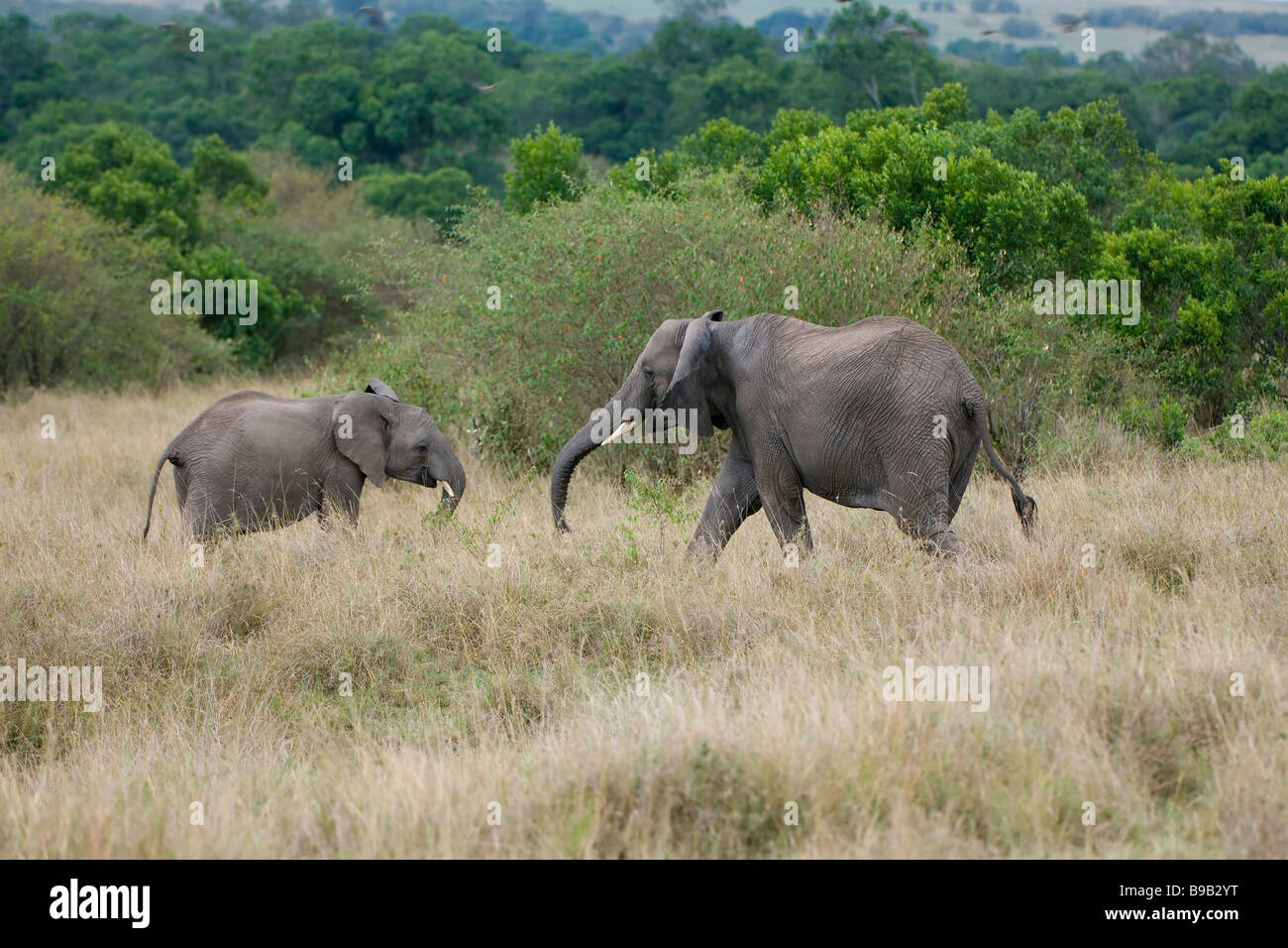 African Elephant and young Loxodonta africana Stock Photo