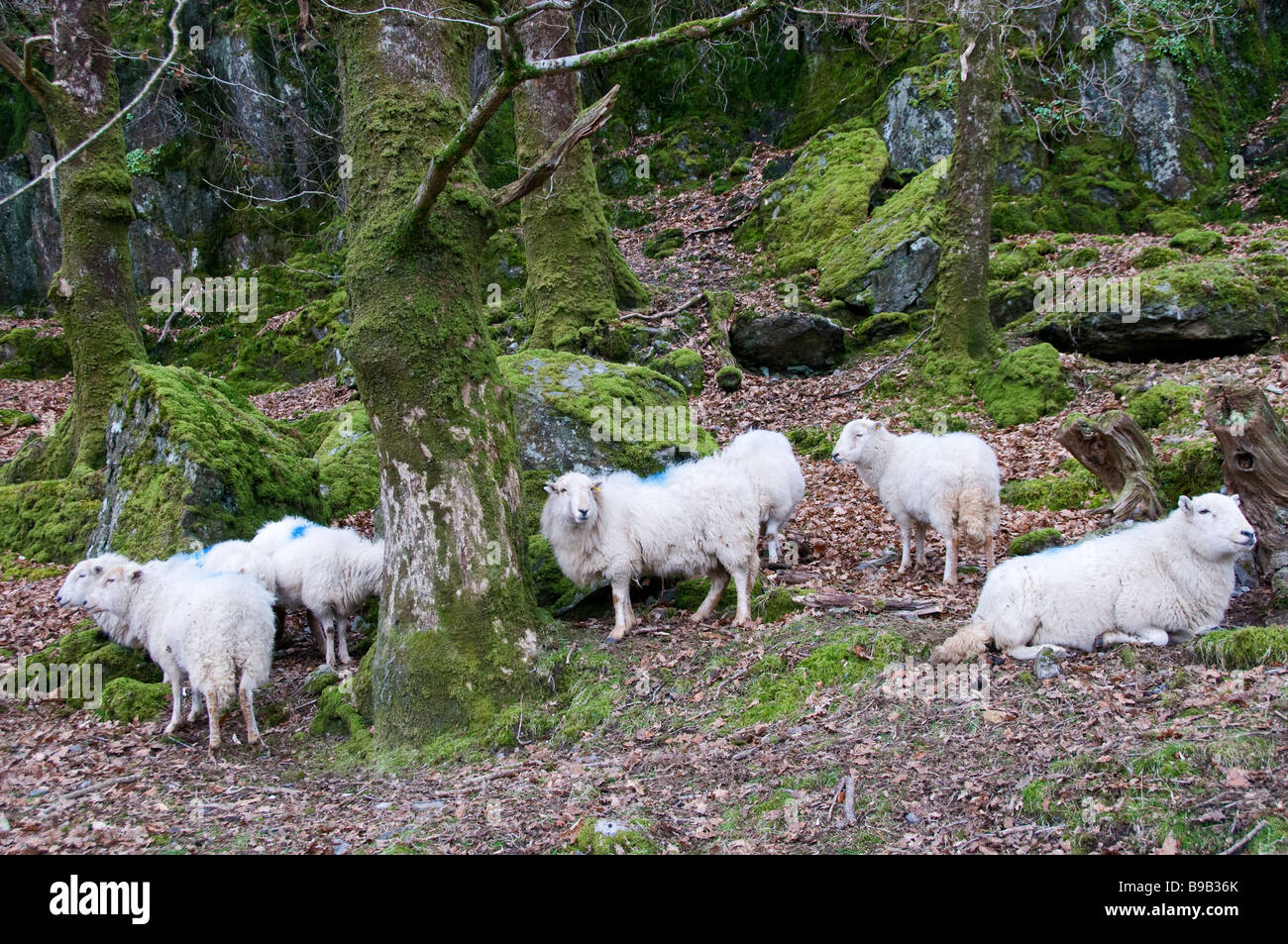Sheep sheltering in woodland Stock Photo Alamy