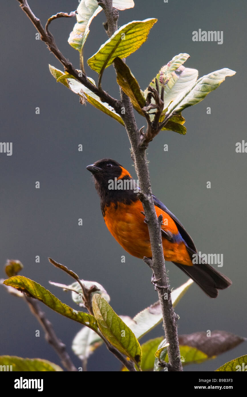 Scarletbellied MountainTanager (Anisognathus igniventris) perched on