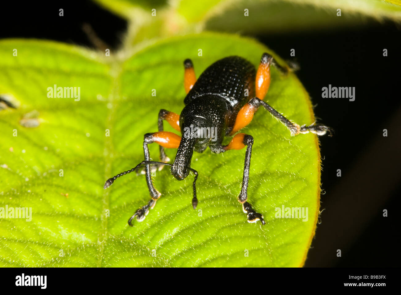 Orange-legged Weevil (Coleoptera) sitting on a leaf Stock Photo