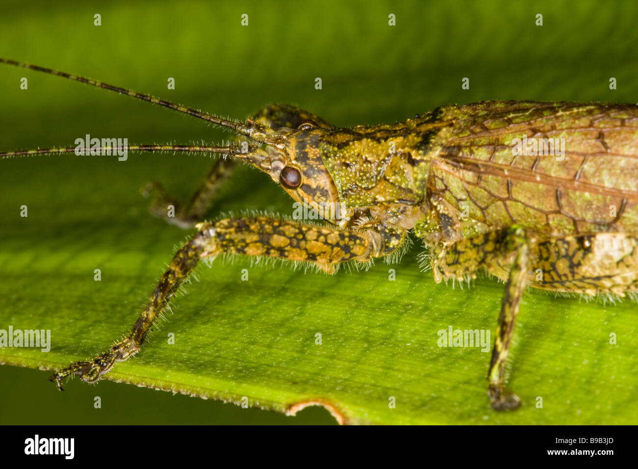 close-up of a lichen-mimicing Bushcricket or katydid (Orthoptera : Tettigoniidae) Stock Photo