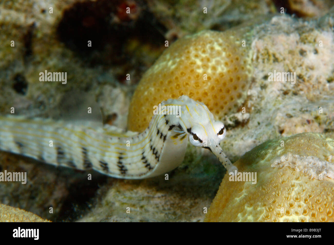 A frontal close-up head shot of a white banded pipefish with yellow coral head in the background Stock Photo