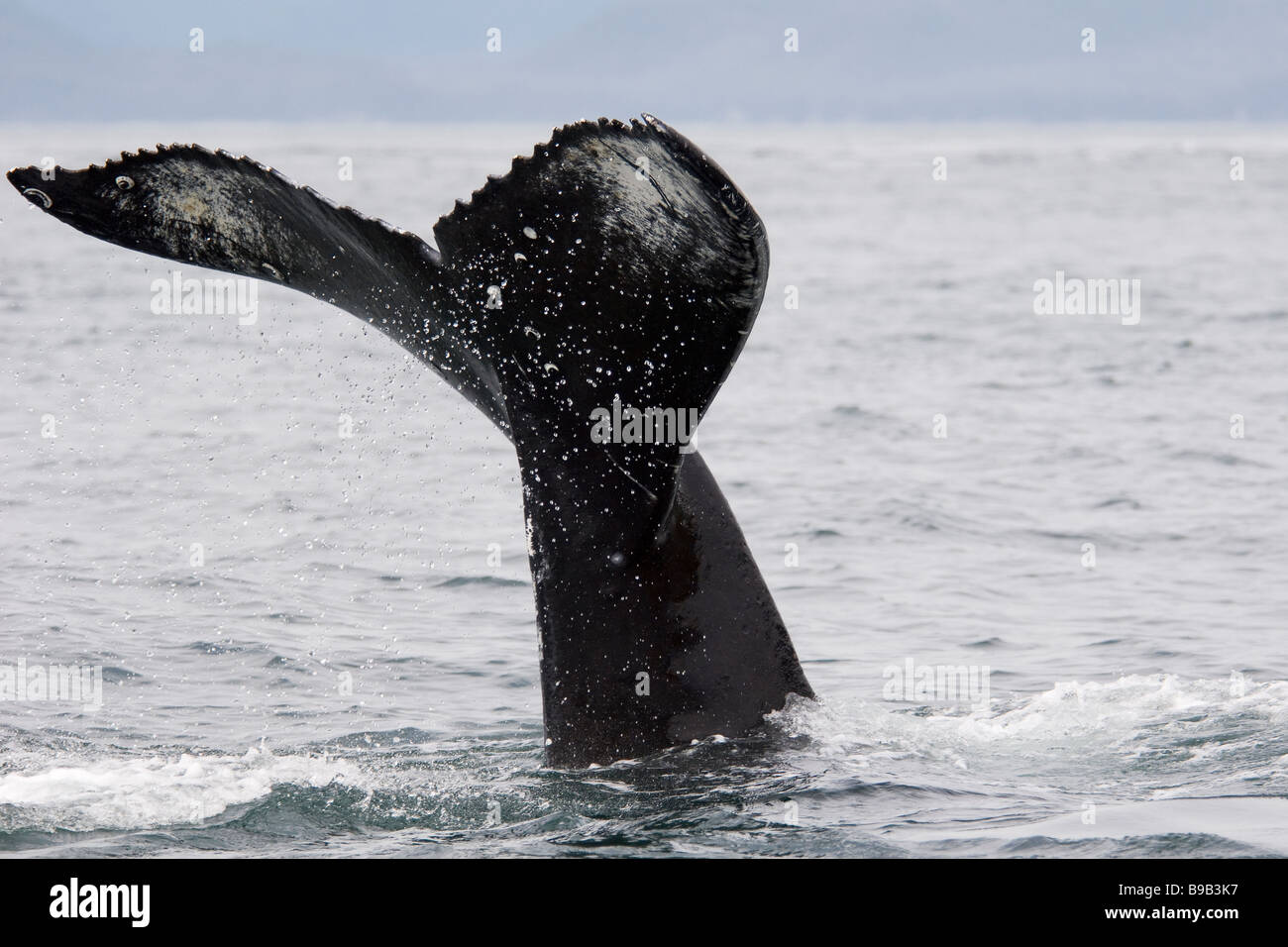 Humpback whale tail southeast alaska hi-res stock photography and ...