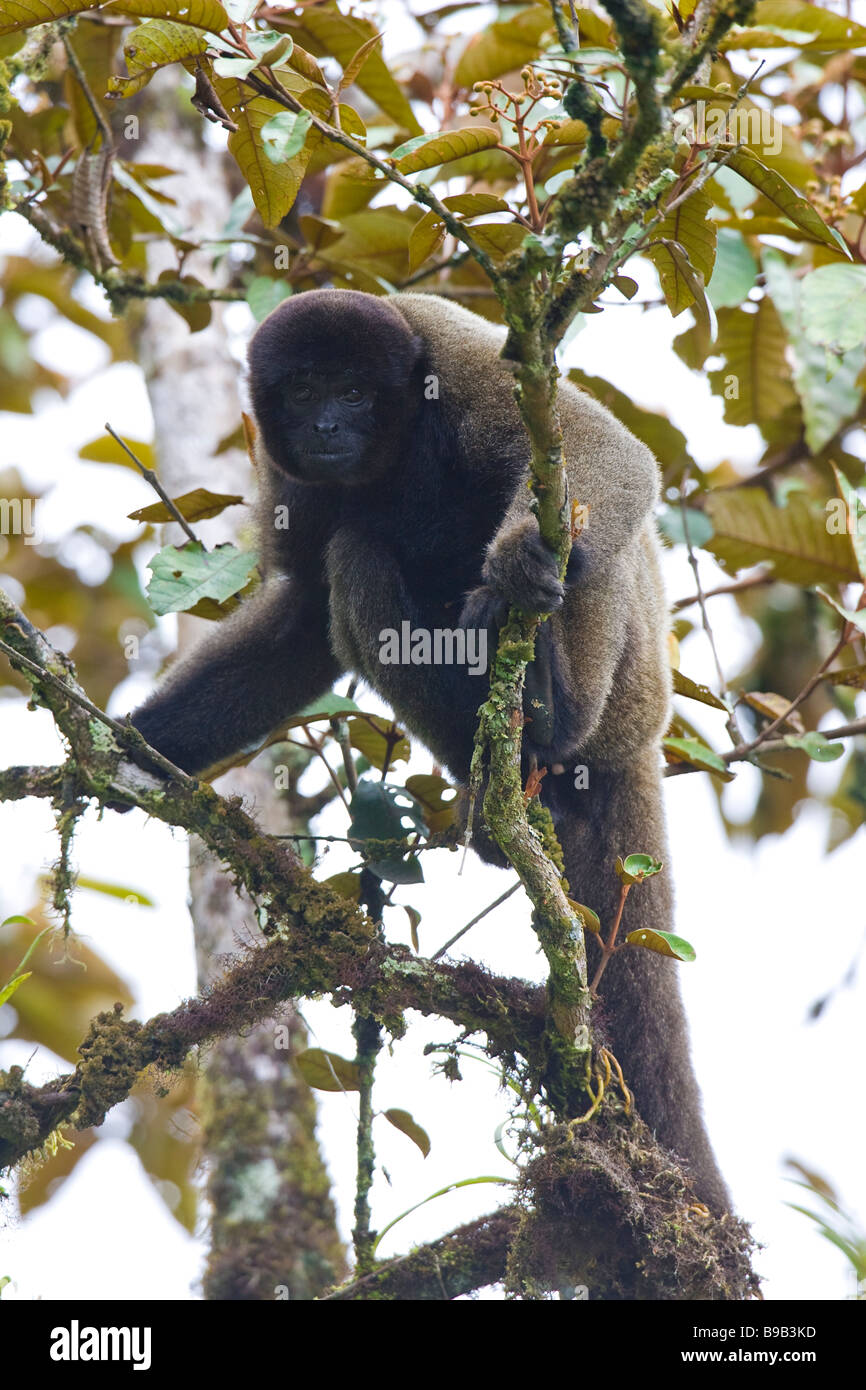 Woolly Monkey (Lagothrix lagothricha) sitting on tree branches looking down Stock Photo