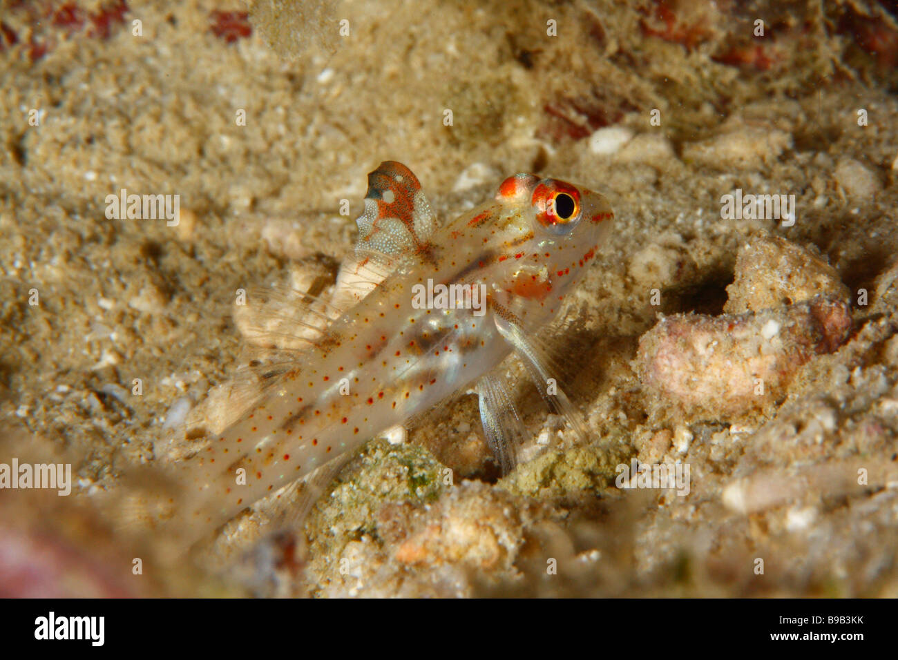 A close-up shot of a signalfin goby fish with bright red spots and translucent body perched in sand at base of a coral formation Stock Photo