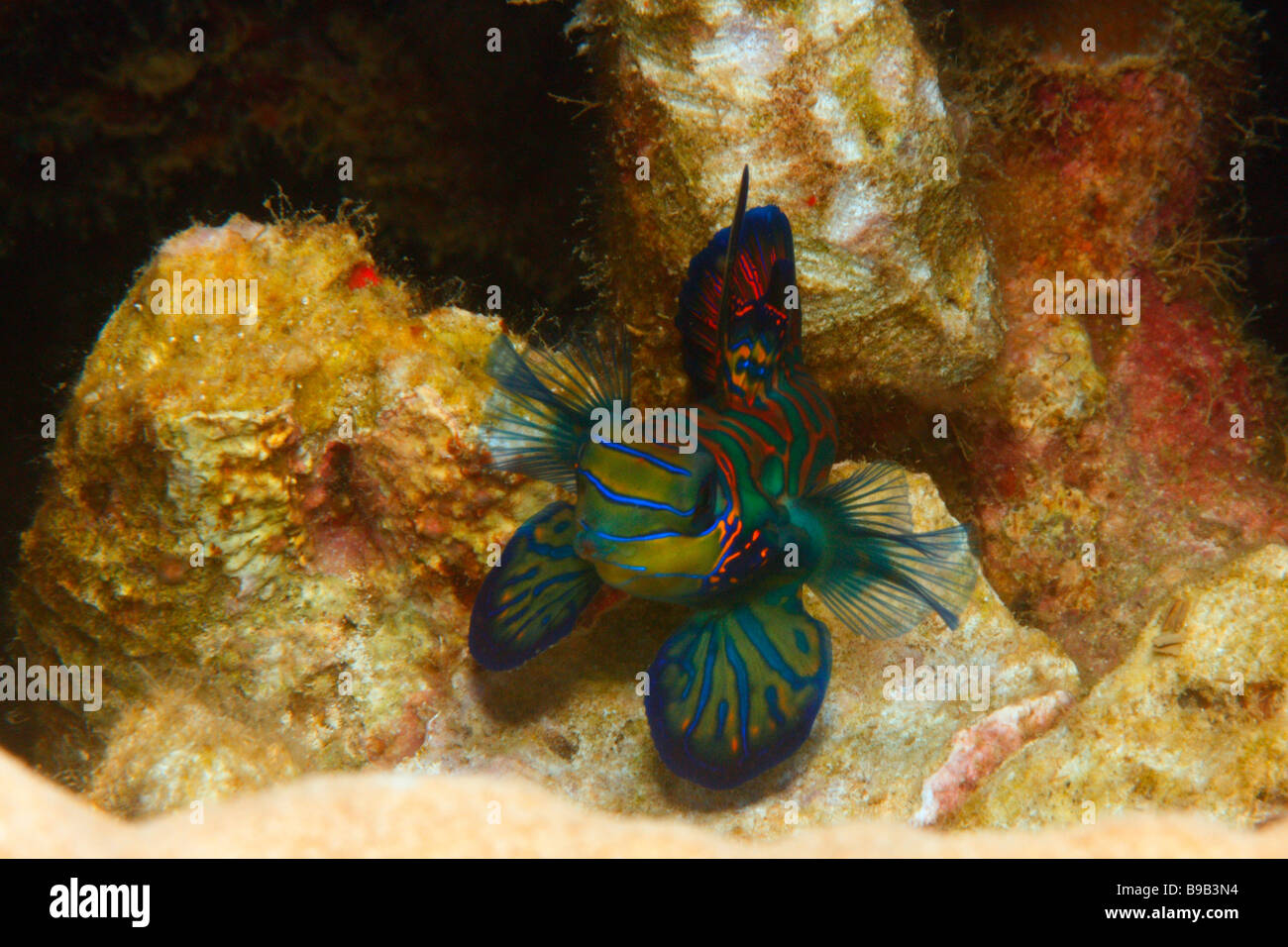 A male Mandarin fish (Synchiropus splendidus) flaring his dorsal and pectoral fins during territorial dispute with another male. Stock Photo