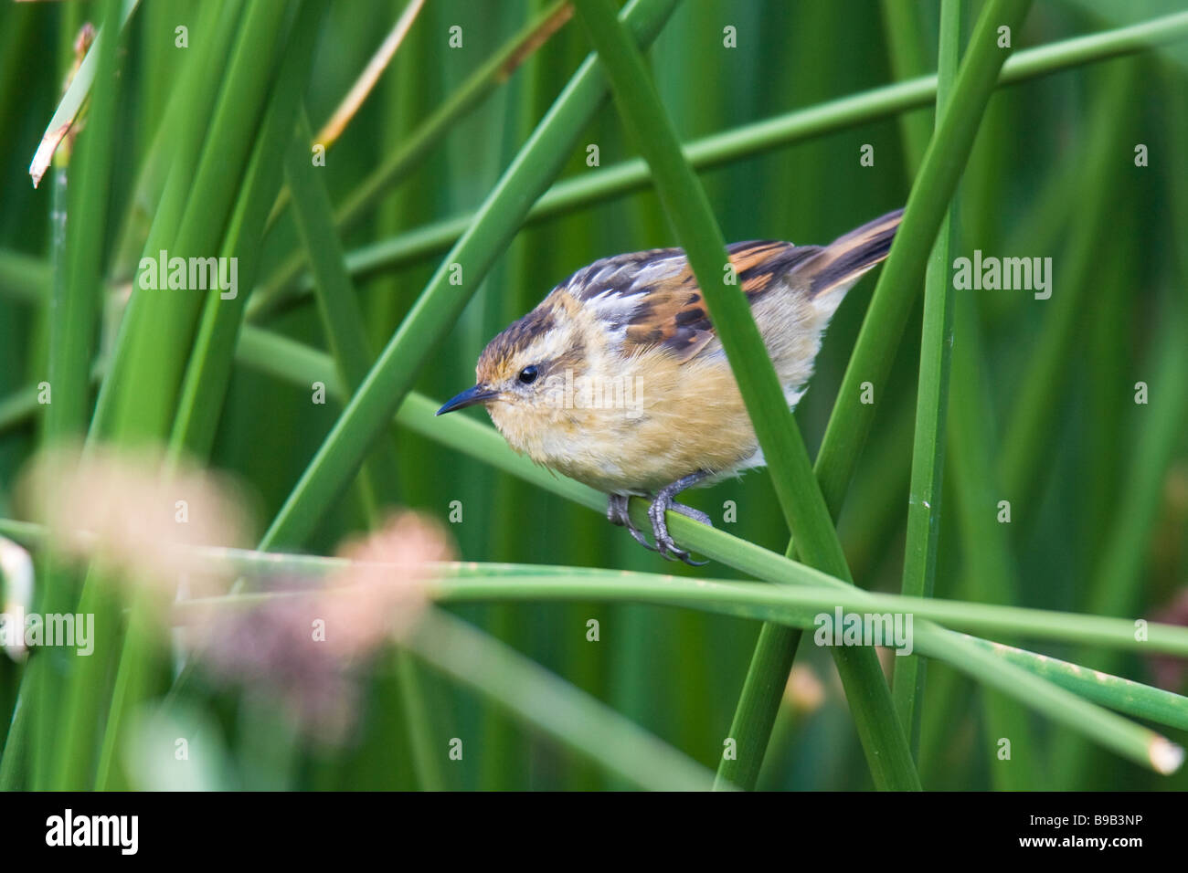 Wren-like Rushbird (Phleocryptes melanops) skulking in the reeds Stock Photo