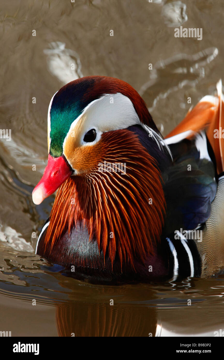 A male Mandarin Duck (Aix galericulata Stock Photo - Alamy