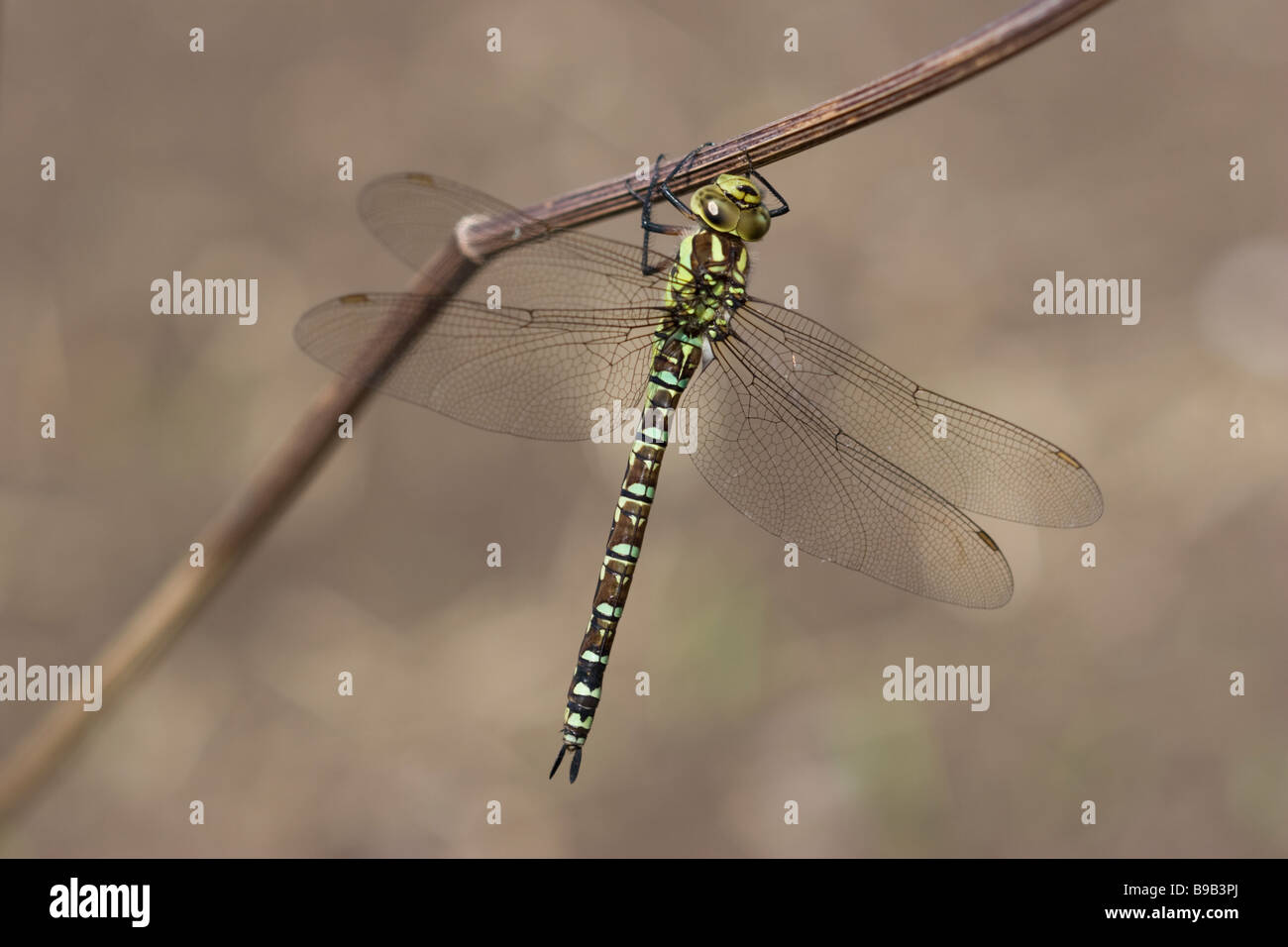 Southern Hawker Aeshna cyanea Stock Photo