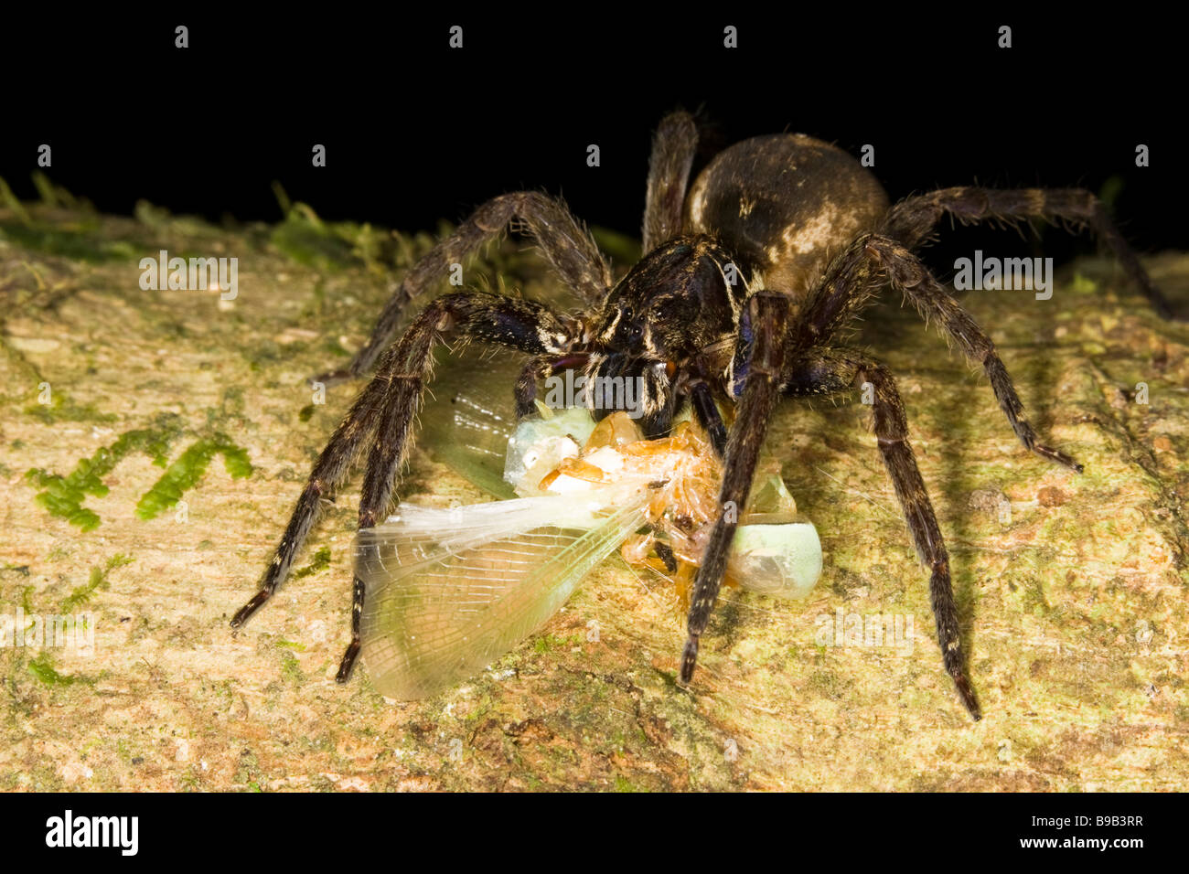 Wolf spider eating hires stock photography and images Alamy