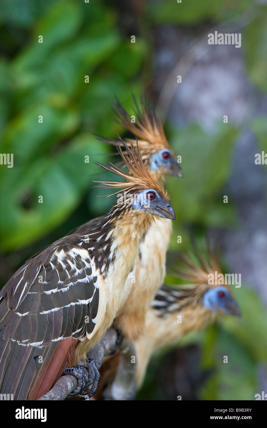 three hoatzin (Opisthocomus hoazin) perched side by side on a branch Stock Photo