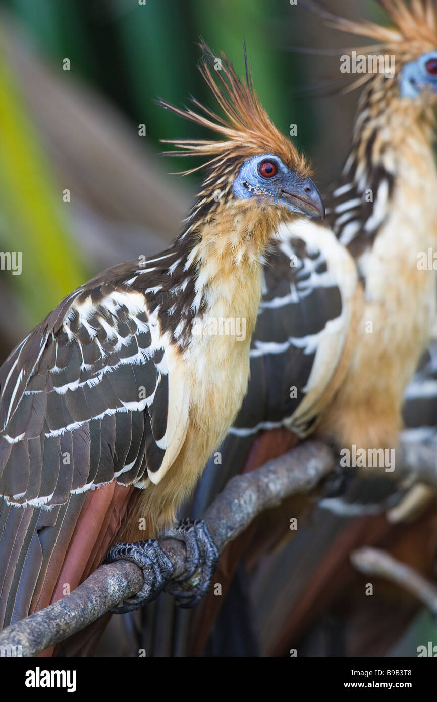 Hoatzin (Opisthocomus hoazin) perched on a branch Stock Photo