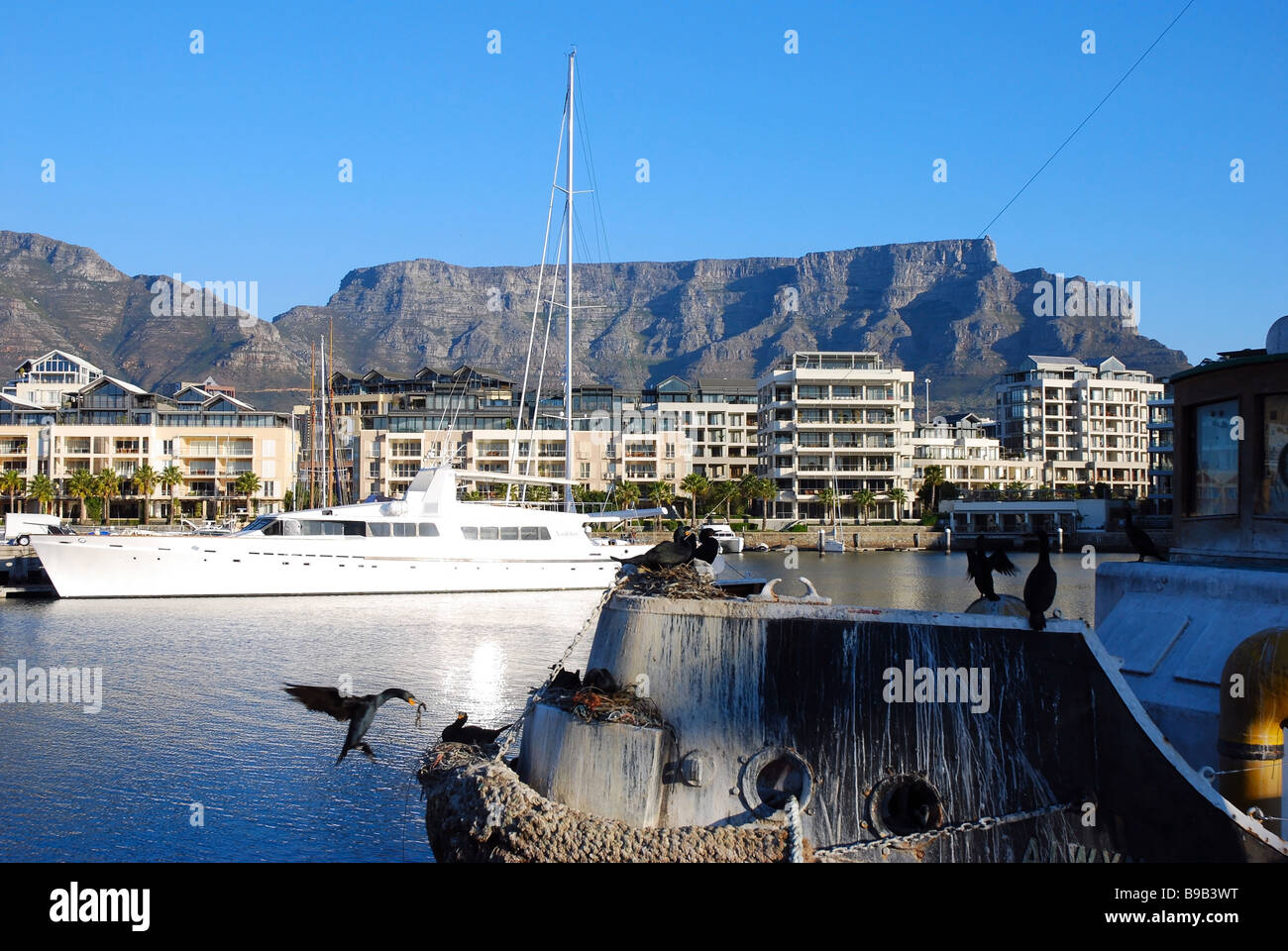 Cormorants nesting on the bows of an old tugboat in the Alfred Basin, Victoria and Alfred Waterfront, Cape Town, South Africa Stock Photo