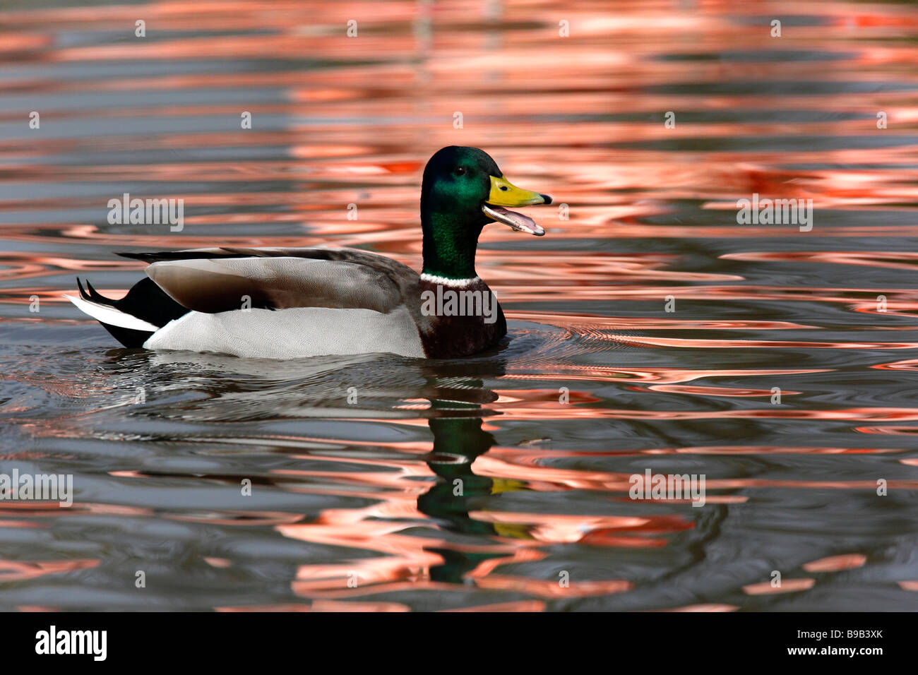 A male Mallard (Anas platyrhynchos) is probably the best known and most recognizable of all ducks. Stock Photo