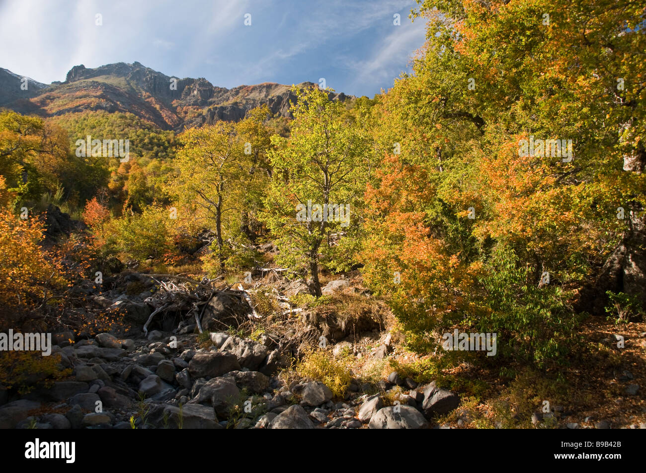 Forest of Southern Beeches (Nothofagus Macrocarpa)  in fall colors, autumn, Siete Tazas National Park, Chile Stock Photo