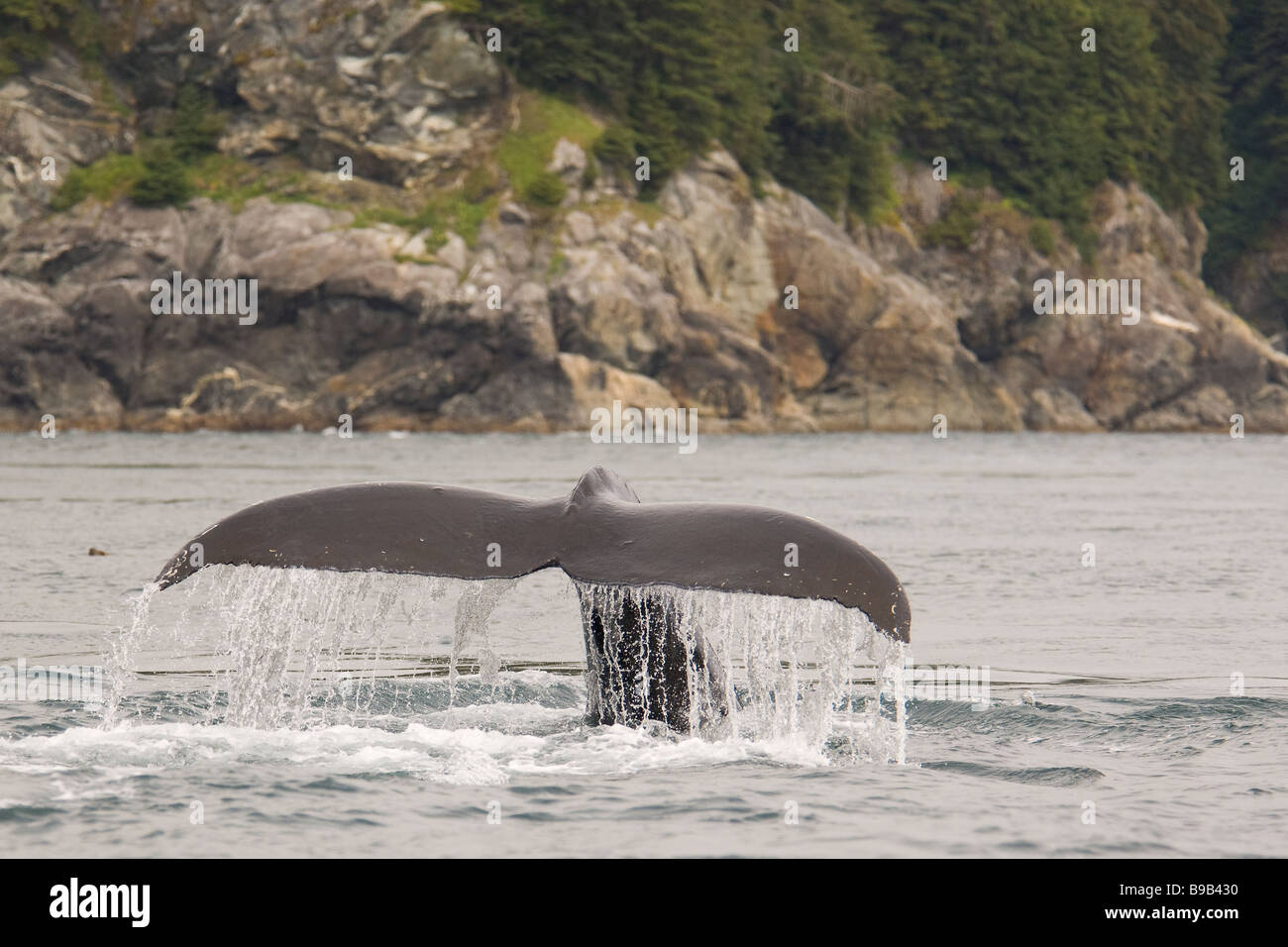Humpback whale sitka hi-res stock photography and images - Alamy