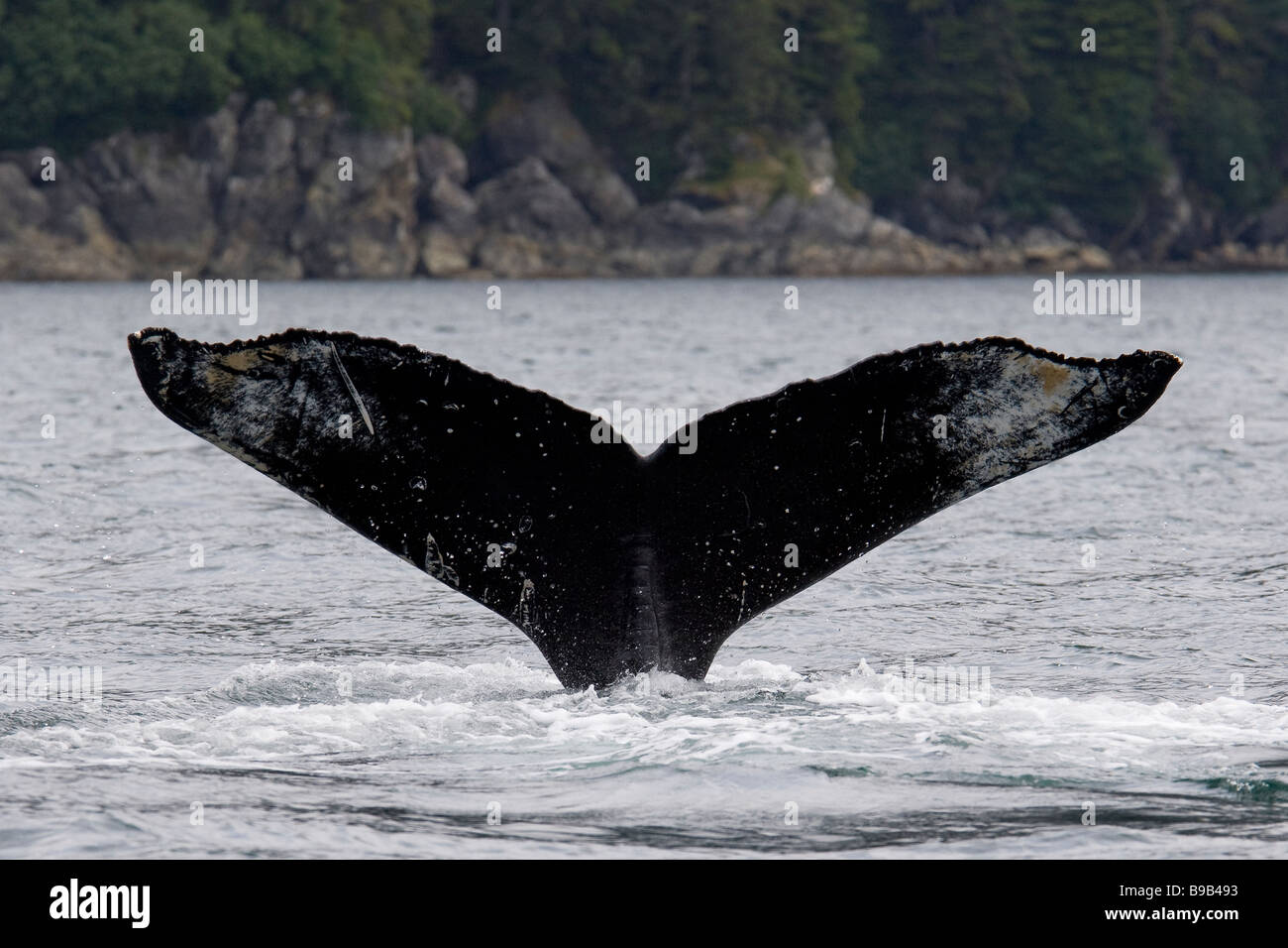 Humpback whale Megaptera novaeangliae Southeast Alaska Stock Photo