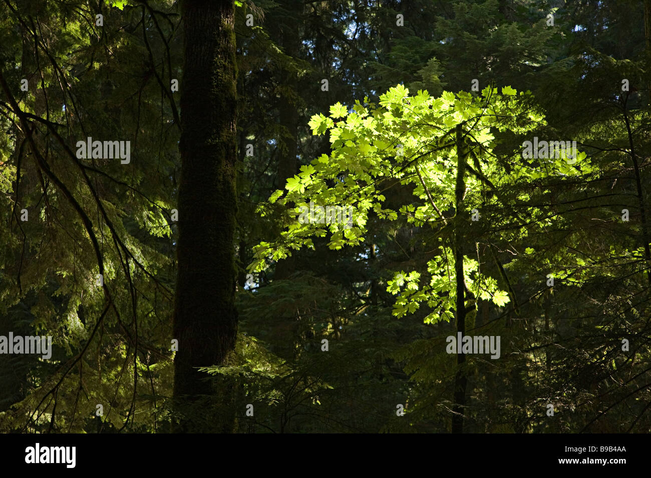 Light reaching leaves in dark part of old growth rainforest Vancouver island Canada Stock Photo