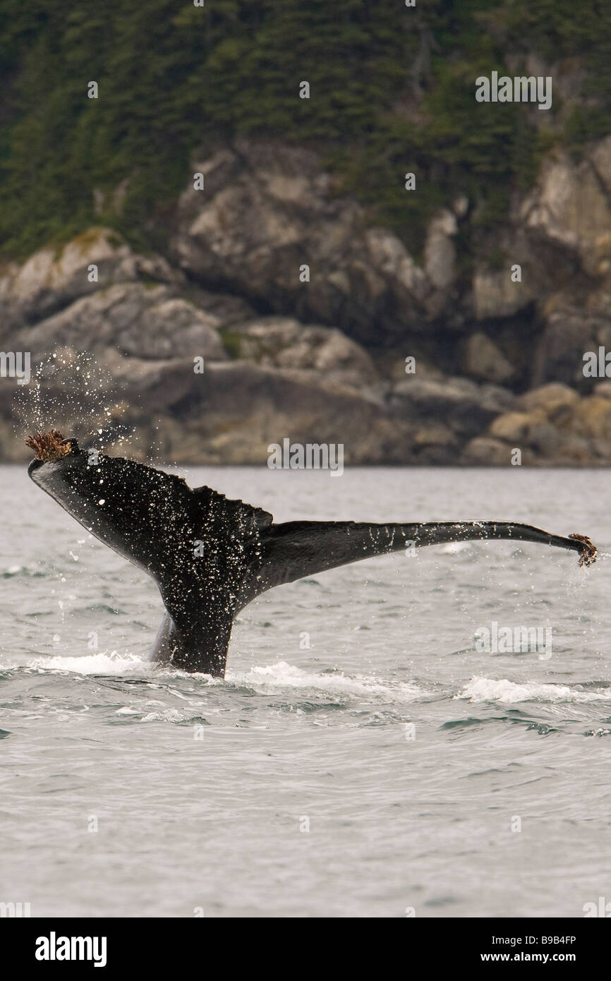Humpback whale Megaptera novaeangliae Southeast Alaska Stock Photo