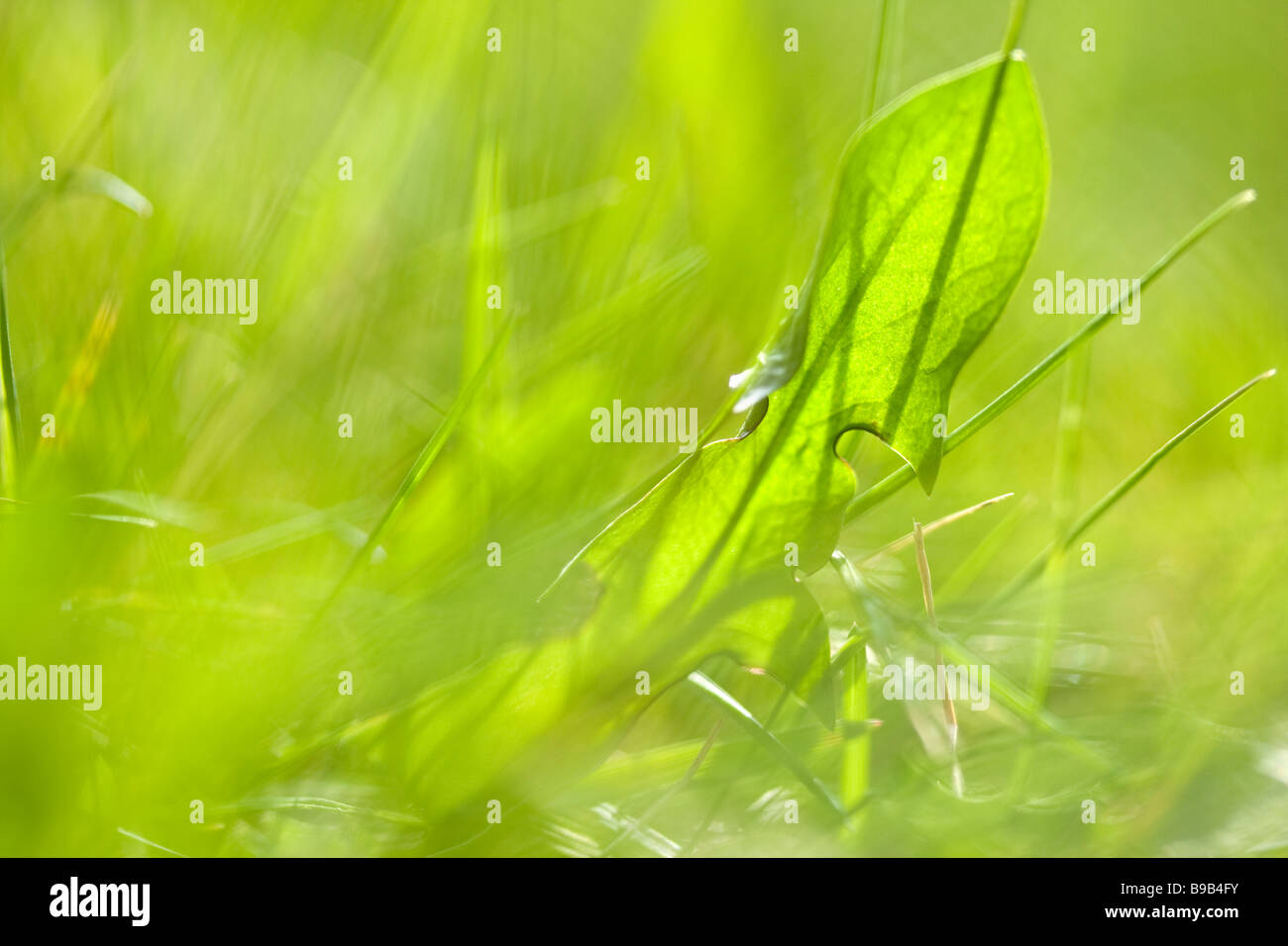 close up of summer grass dept of field Stock Photo