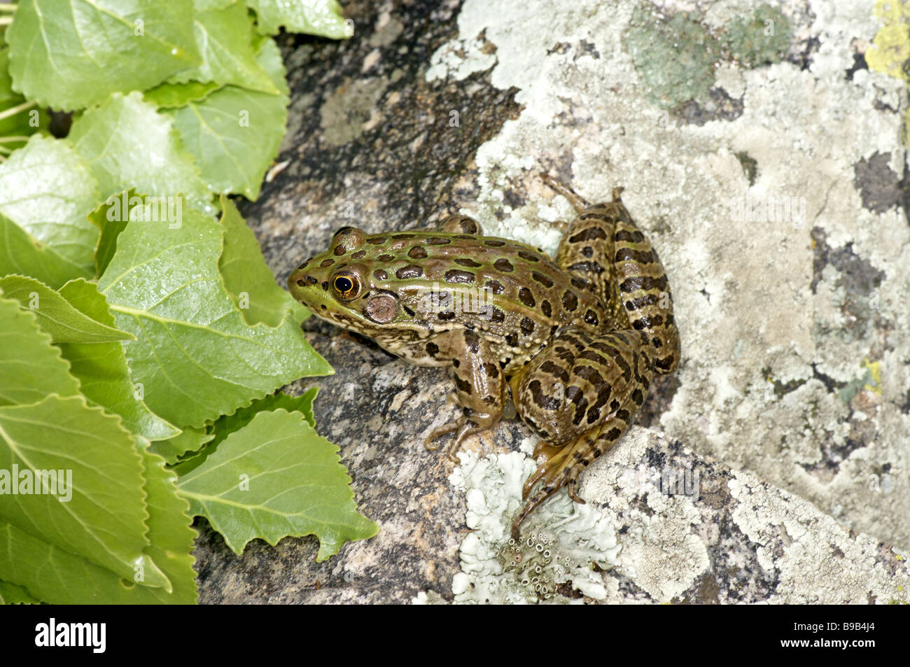 Chiricahua Leopard Frog Stock Photo