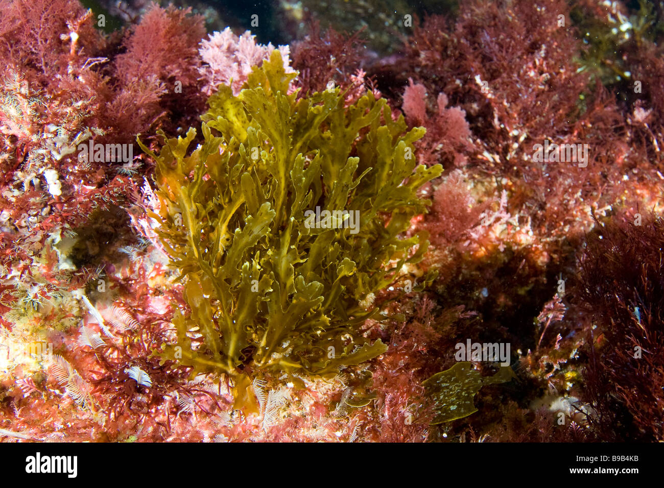 Brown Algae seaweed Dictyopteris undulata San Benito Island Baja California Mexico Stock Photo