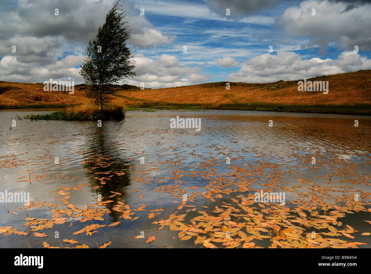 Lone tree and Tarn, Loughrigg Fell, Lake District Stock Photo