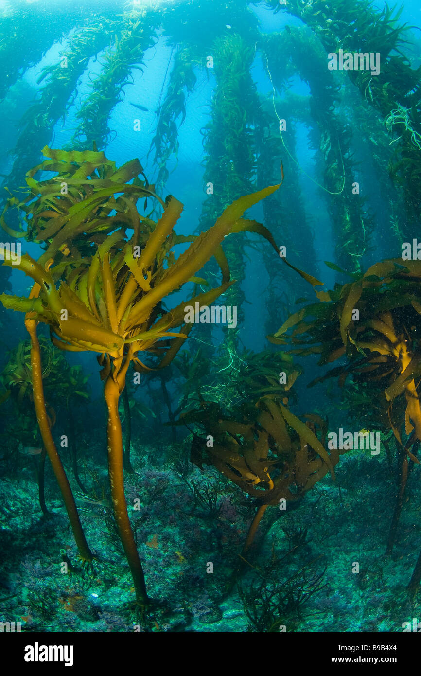 Southern Sea Palm Eisenia arborea in Giant Kelp forest Macrocystis