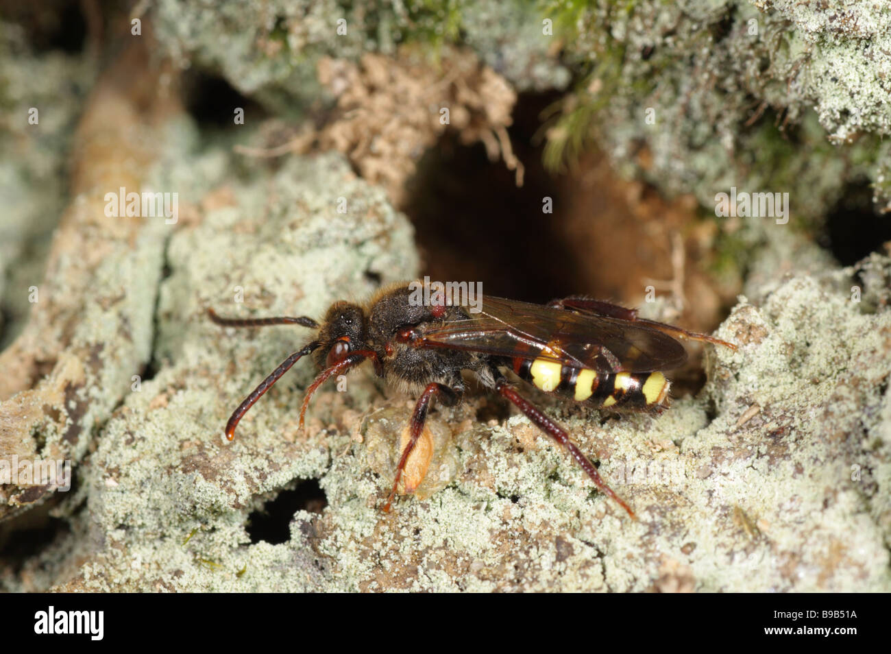 Cuckoo Bee - Nomada leucophthalma - near nest burrow of mining bee Andrene clarkella Stock Photo