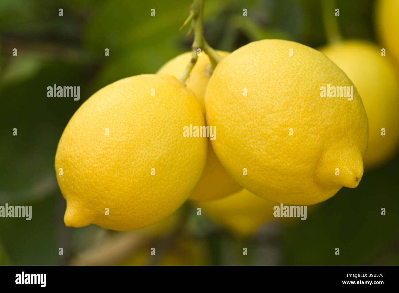Closeup of Lemons 'Lisbon' variety hanging on branch. Stock Photo