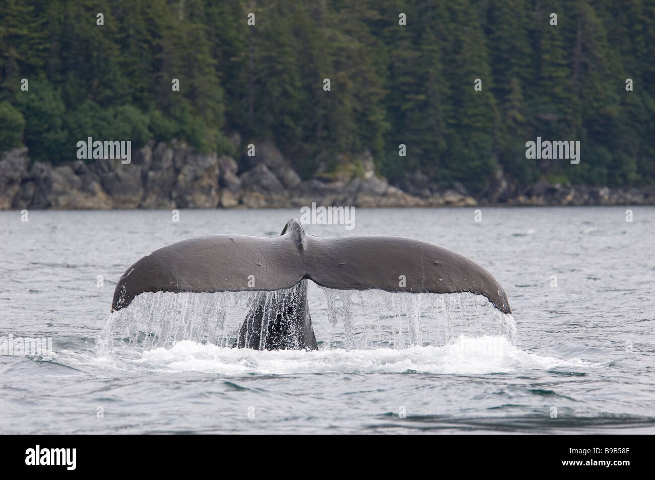 Humpback Whale Sitka High Resolution Stock Photography and Images - Alamy