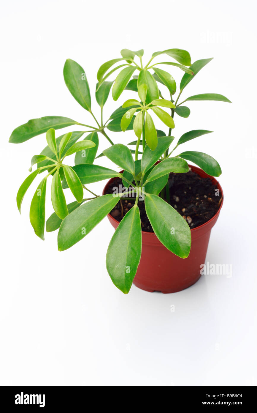 Potted wax plant on white background Stock Photo Alamy