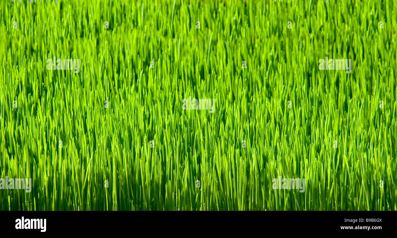 Grass texture from close hi-res stock photography and images - Alamy