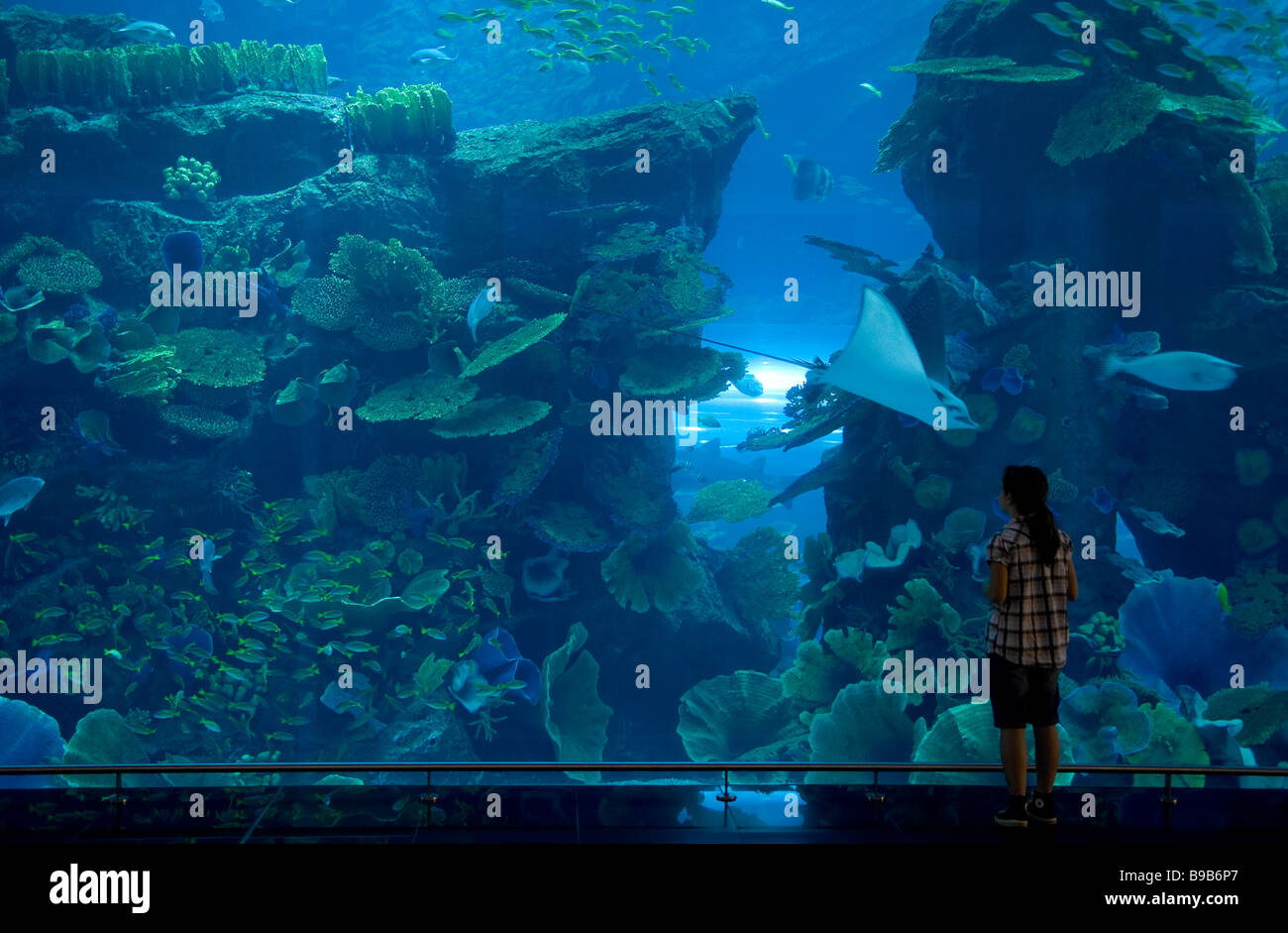 aquarium in shopping mall, dubai, uae Stock Photo