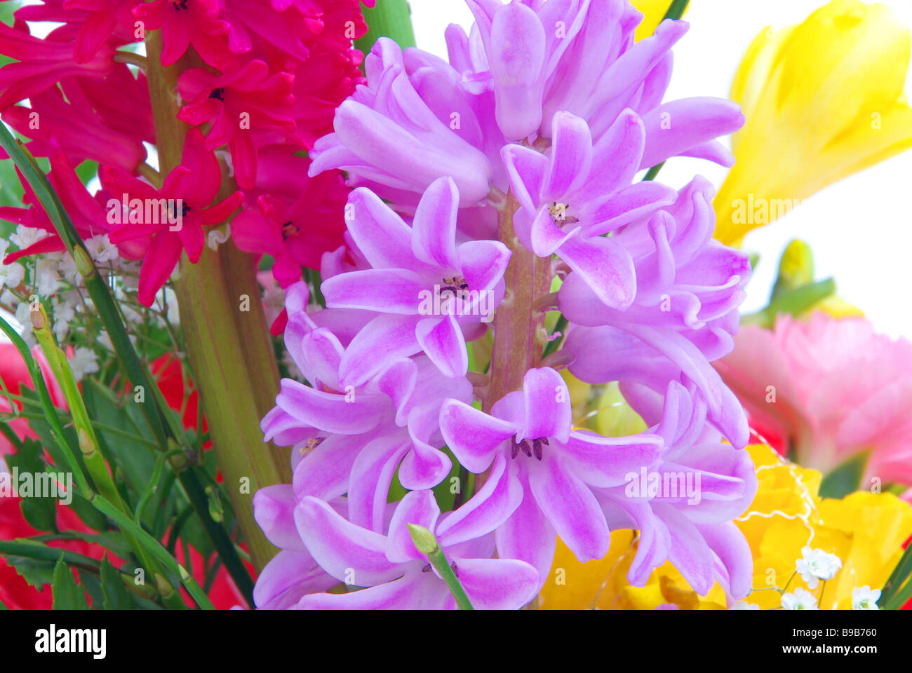 Hyazinthe hyacinth 05 Stock Photo
