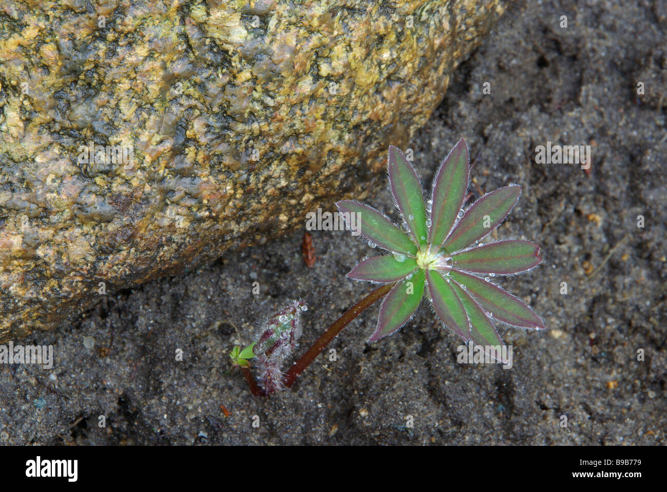 Lupine Blatt lupin leaf 01 Stock Photo