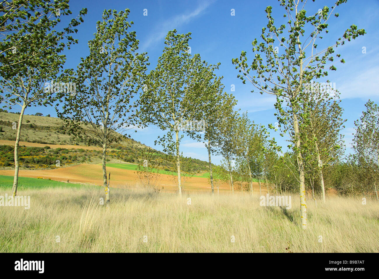 Pappelwald populus forest 05 Stock Photo