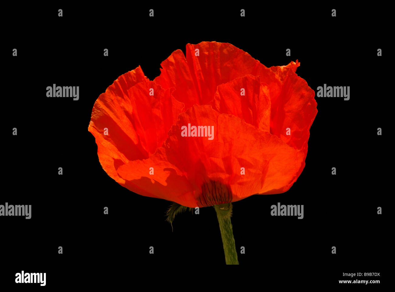 Türkischer Mohn oriental poppy 18 Stock Photo