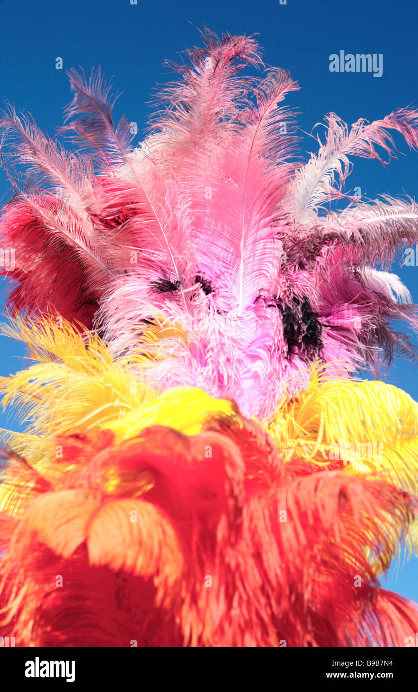 Ostrich Feathers Stock Photo