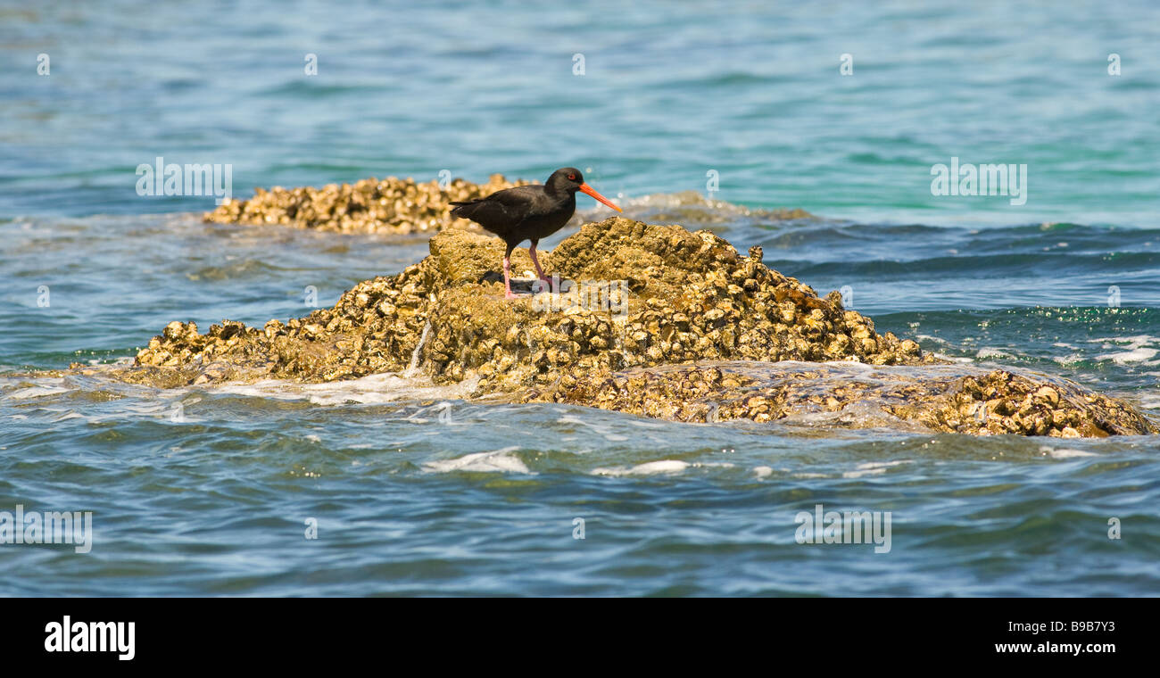 oyster catcher Stock Photo