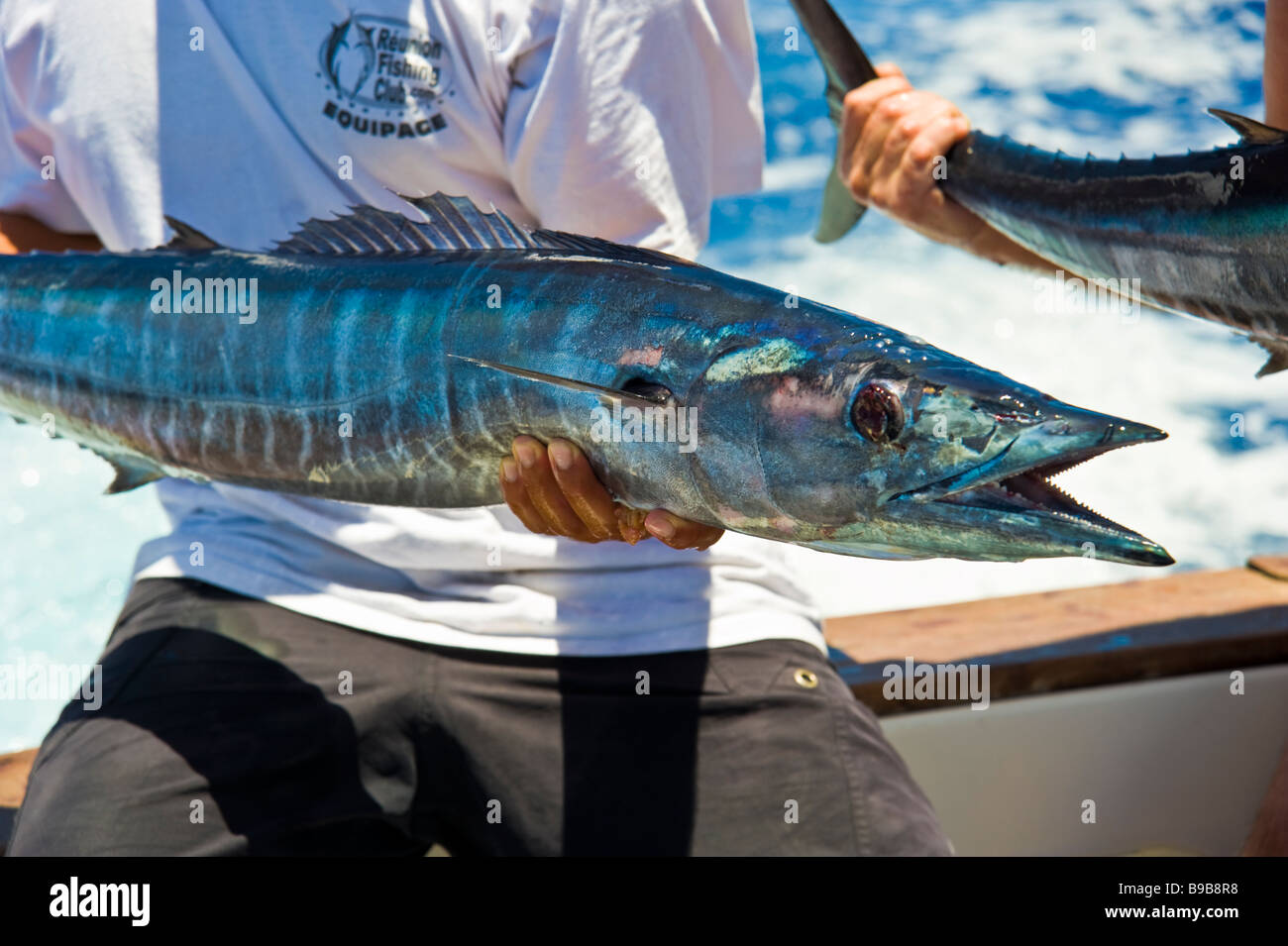 Big game fishing, fishernan shows wahoo catch Saint Gilles La Réunion France | Hochseeangeln, Wahoo Fang, La Réunion, Frankreich Stock Photo