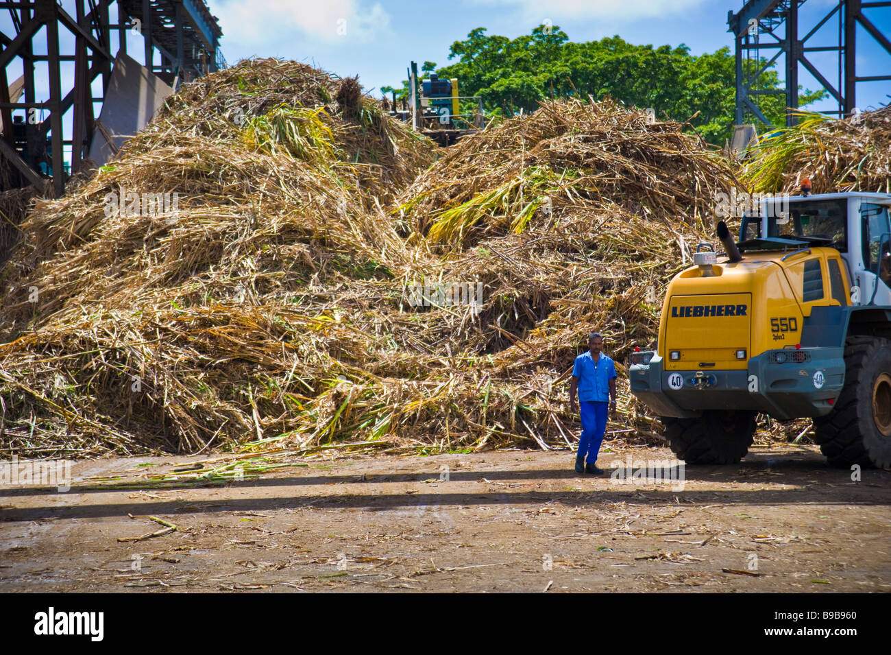 Sugar cane delivery at Savanna sugar factory La Réunion France