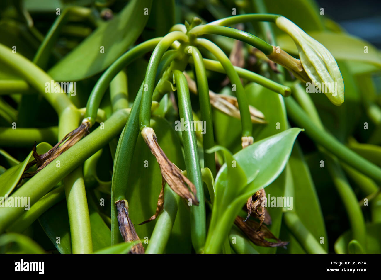 Bourbon vanilla beans on plant at vanilla farm La Réunion France