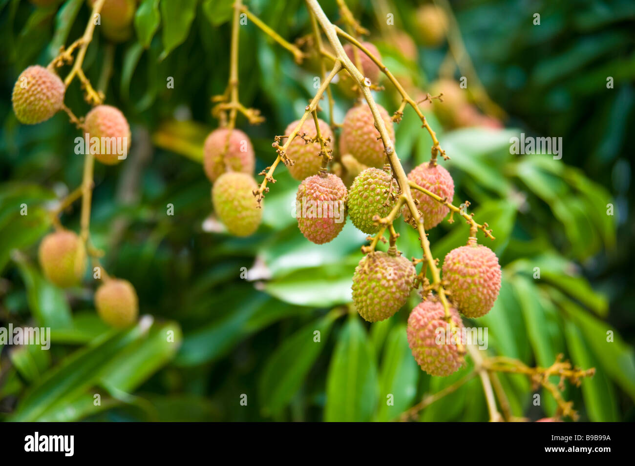 Ripe lychee's on tree | Reife Lichies am Baum Stock Photo