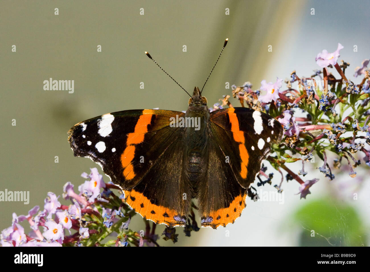 Red admiral butterfly with open wings hi-res stock photography and ...