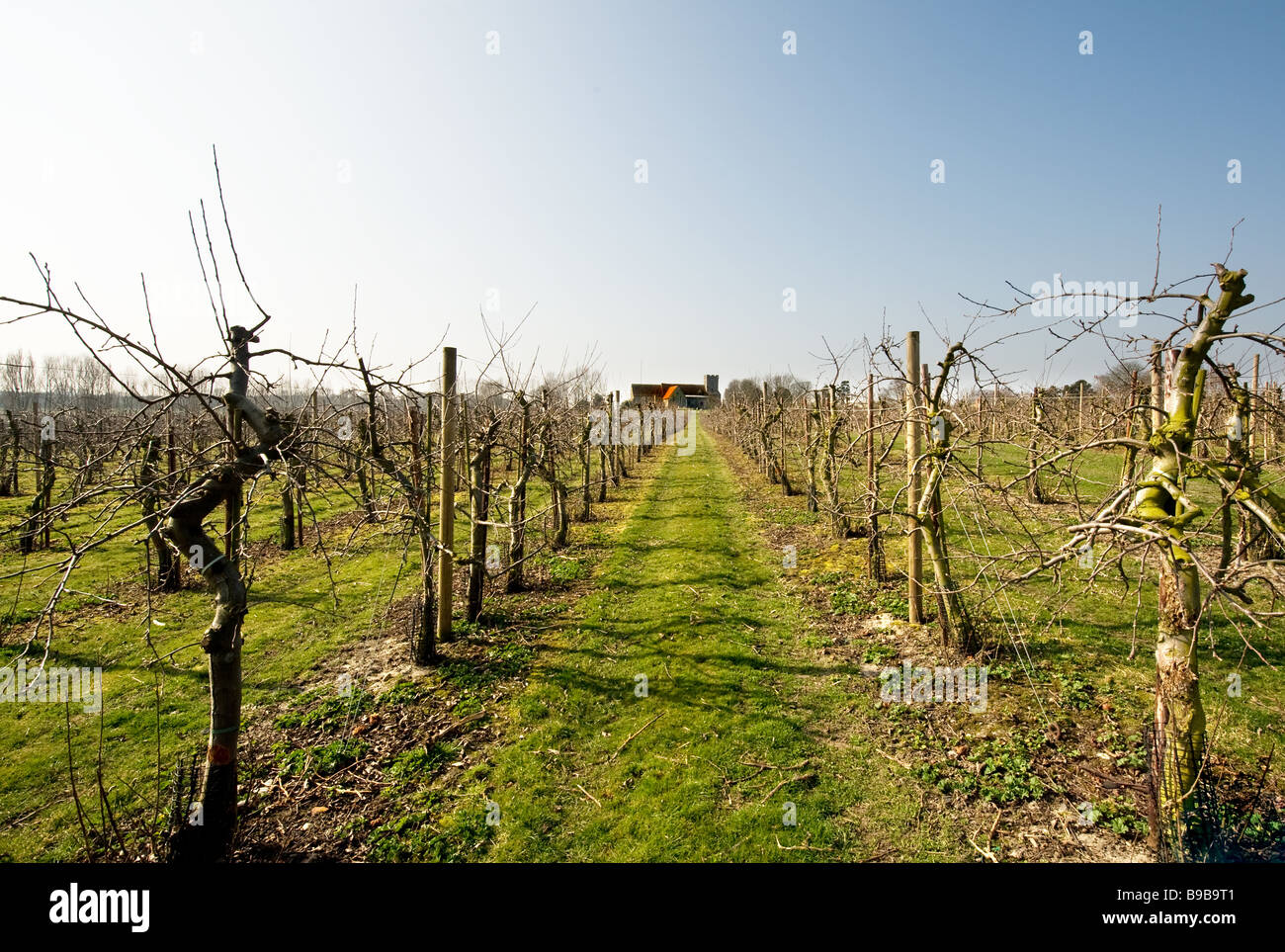 A fruit farm in Kent Stock Photo Alamy