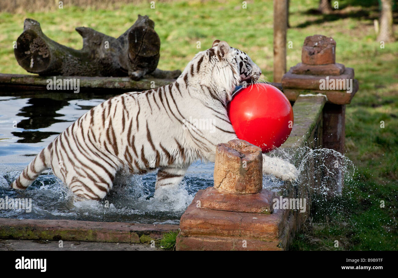 A male white tiger playing with a large red ball at the West Midland Safari Park Worcestershire England UK Stock Photo