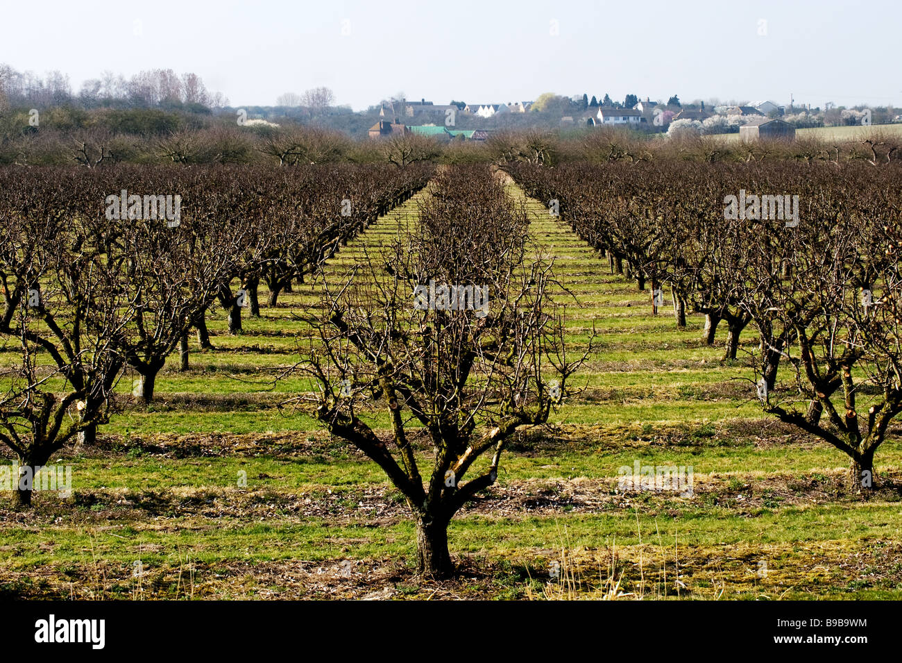 A fruit farm in Kent Stock Photo Alamy