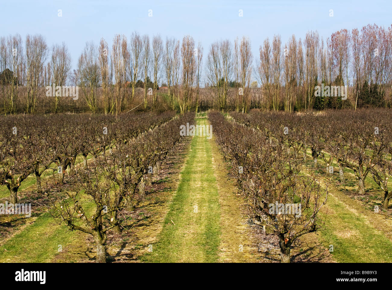 A fruit farm in Kent Stock Photo Alamy