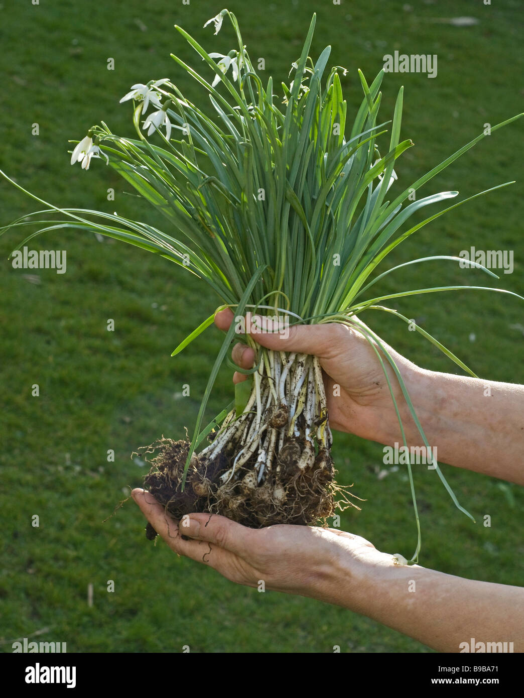 A gardener showing a clump of snowdrops 'in the Green', ready to be planted out in spring. Stock Photo